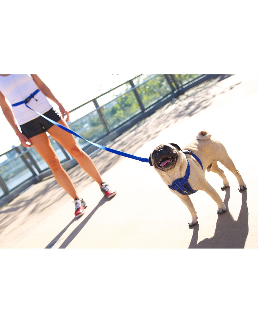 EzyDog Road Runner Riem Bubble Gum