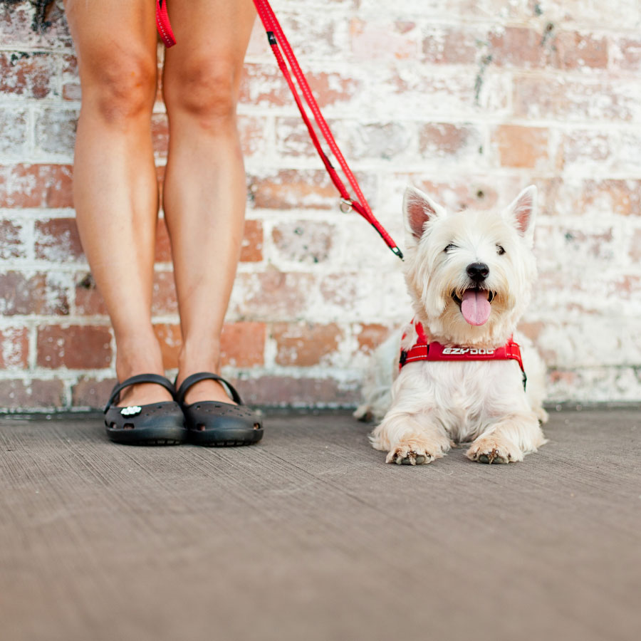 EzyDog Soft Trainer Zwart