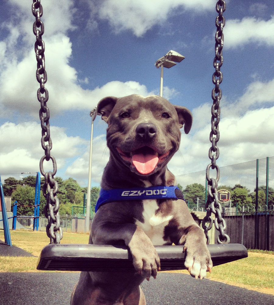 EzyDog Quick Fit Tuig Candy