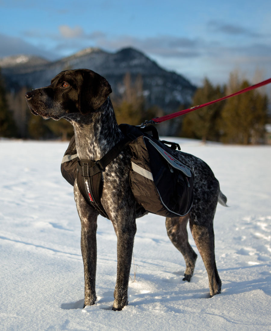 EzyDog Summit Backpack S