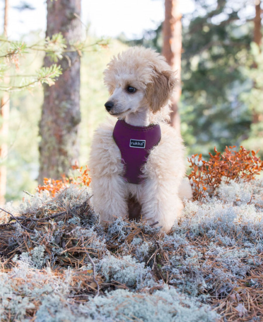 Rukka Pets Mini Comfort tuig Zwart