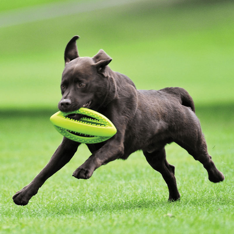 Happy Pet "Grubber" Interactive Rugby