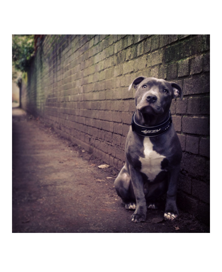EzyDog Neo WIDE Halsband Pink Camo