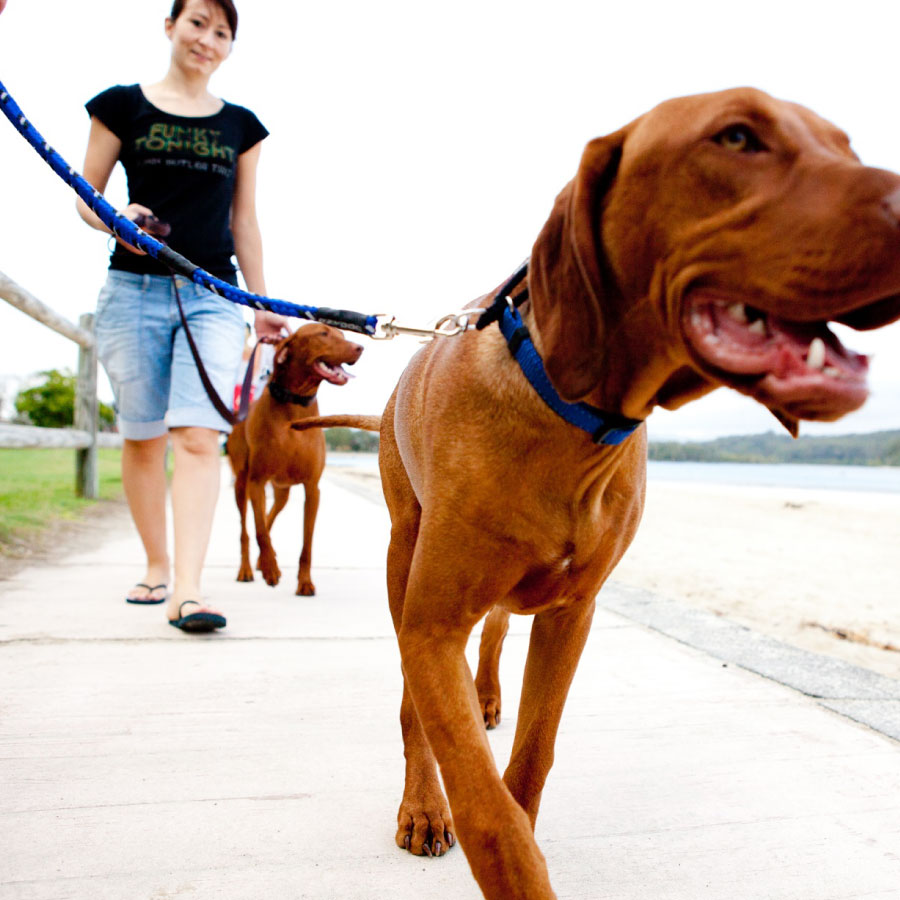 EzyDog Standard Verlengstuk 61cm Camo 