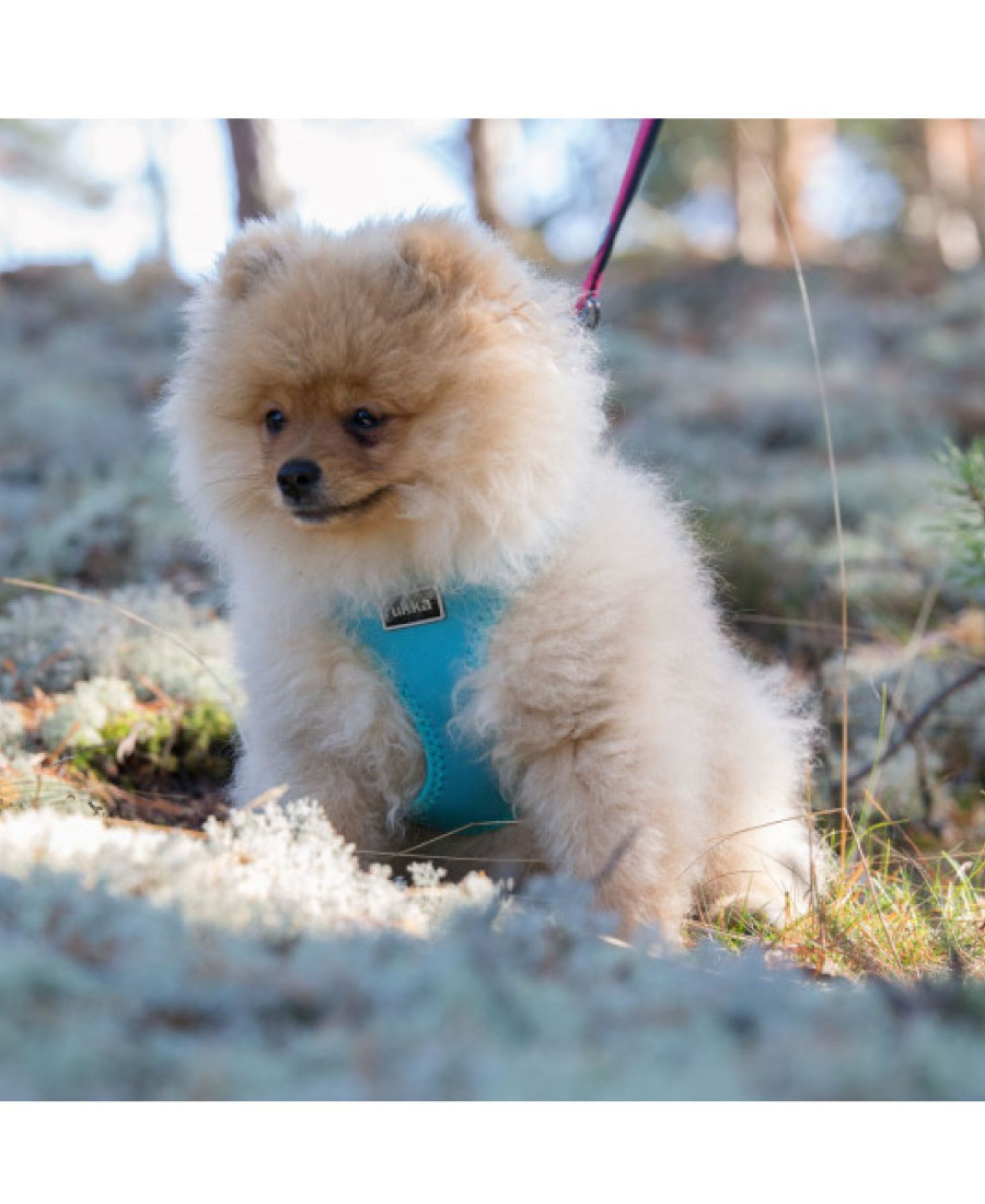 Rukka Pets Mini Comfort tuig Zwart