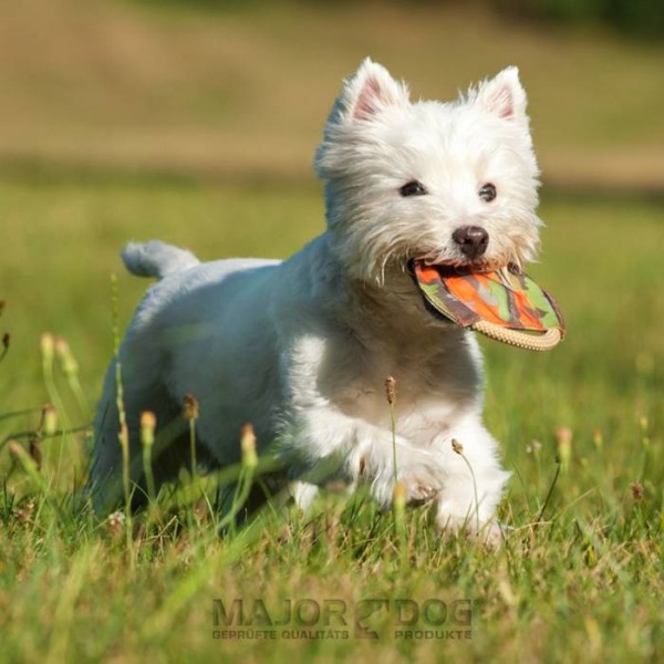 Major Dog Frisbee mini